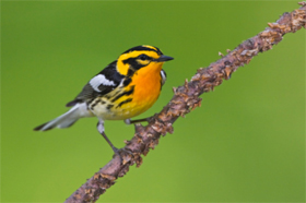 هل الحياة مجرد صدفة؟ إذاً، لماذا تشعر أن لديك معنى؟